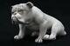 Rare Antique Porcelain English Bulldog By Gebruder Heubach Lichte Made 1900-1910