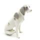 Vintage Gebruder Heubach Porcelain Pointer Hunting Dog Figurine Germany